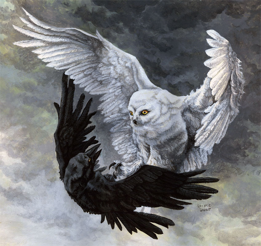 Painting of and Owl fighting a Raven in the clouds - yin yang painting by Rebecca Magar
