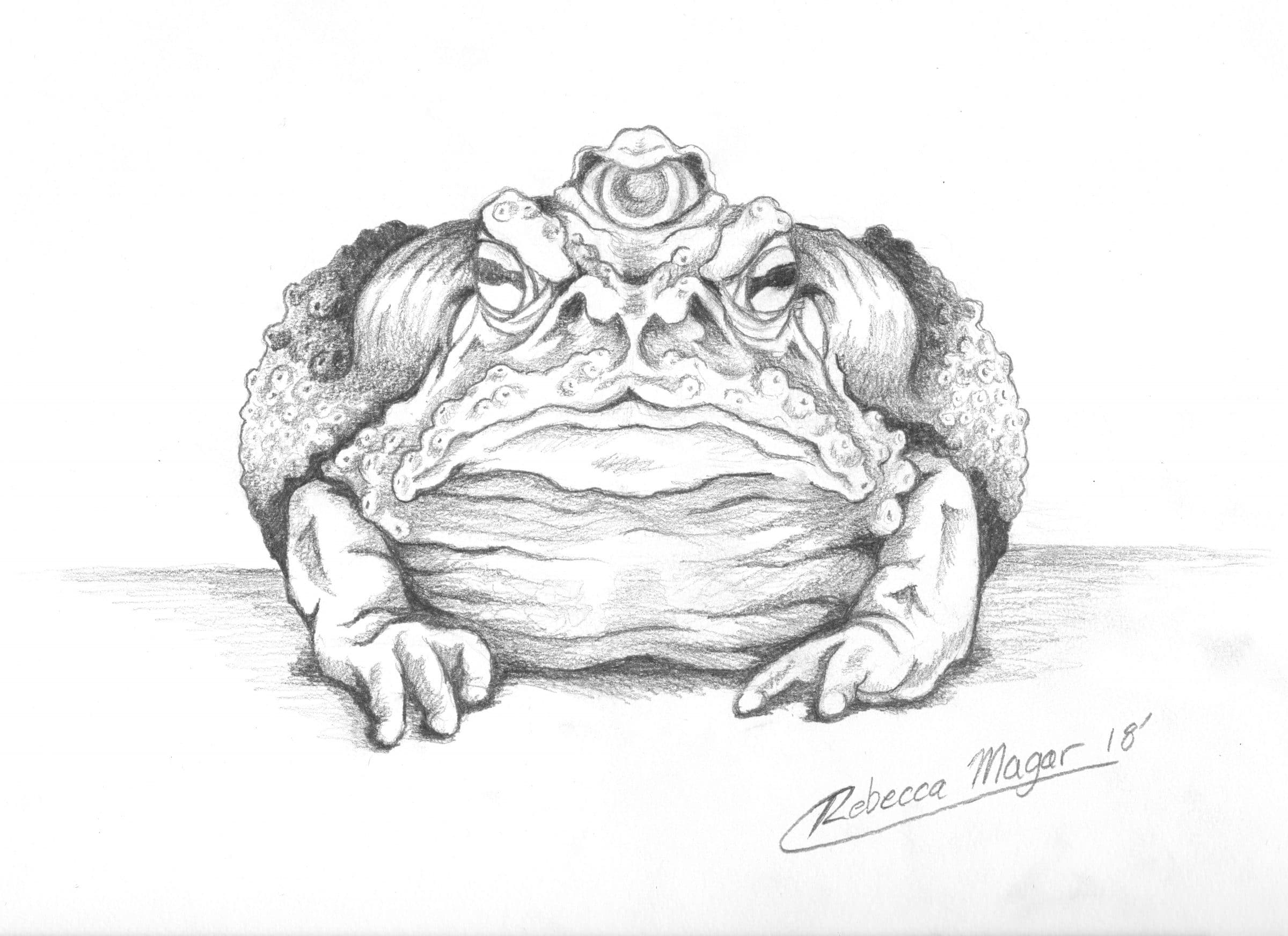 Dust Toad Concept Sketch for Book of Wyrms by Rebecca Magar
